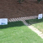 Georgia turfgrasses are just beginning to "green up," a term used to describe the time when warm-season grasses like bermudagrass begin to turn green after the winter. Warm-season turf green-up is dependent on the soil temperature reaching 65 degrees Fahrenheit.
