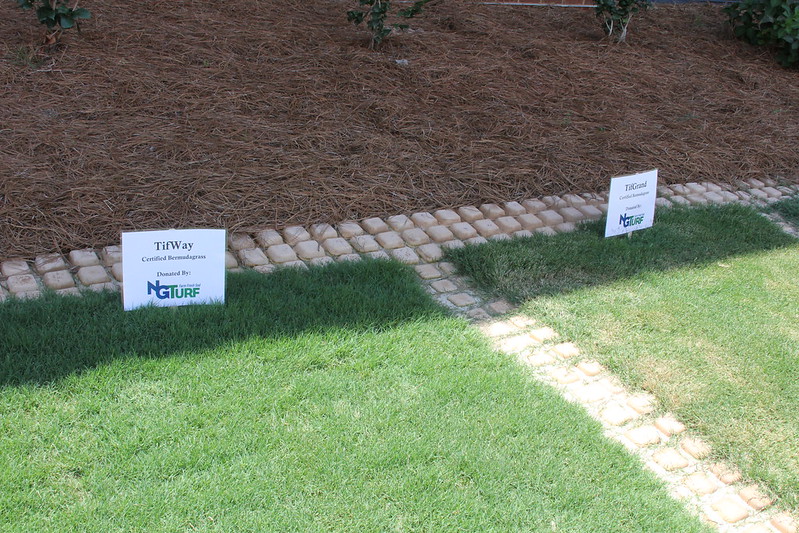 Georgia turfgrasses are just beginning to "green up," a term used to describe the time when warm-season grasses like bermudagrass begin to turn green after the winter. Warm-season turf green-up is dependent on the soil temperature reaching 65 degrees Fahrenheit.