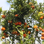 Since it launched in 2013 and 2014, Georgia’s citrus industry has grown to about 2,000 acres of commercial citrus planted in southern Georgia, primarily cold-hardy satsumas.