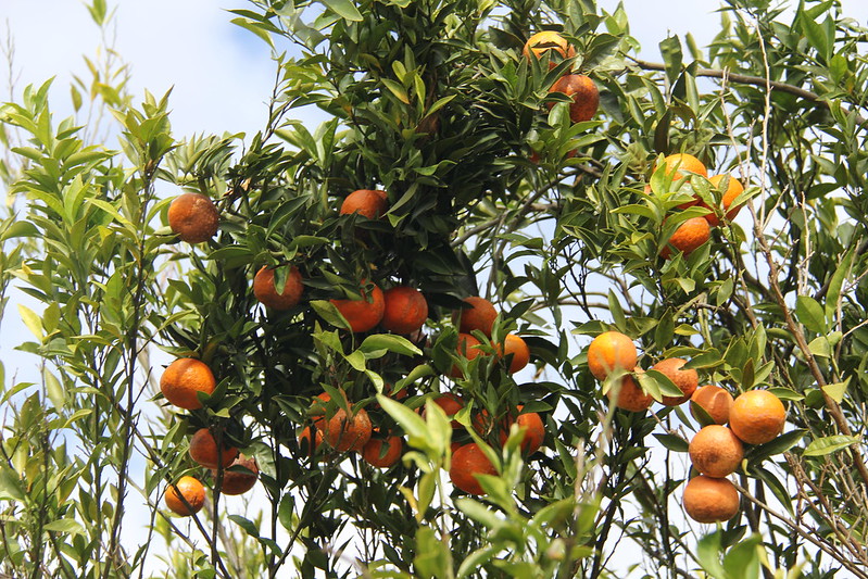 Since it launched in 2013 and 2014, Georgia’s citrus industry has grown to about 2,000 acres of commercial citrus planted in southern Georgia, primarily cold-hardy satsumas.