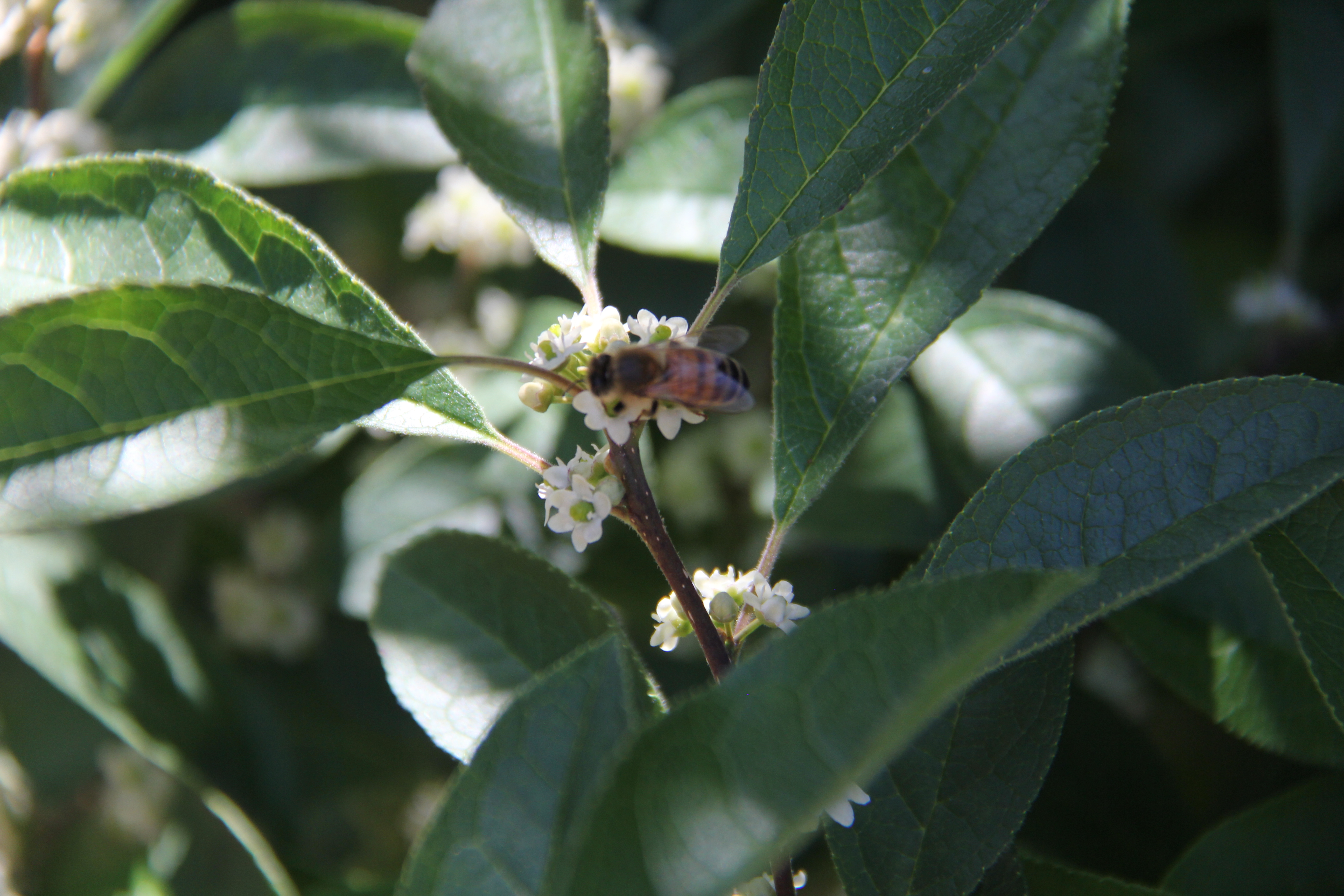 A native bee at the ǹٷҳ Research and Education Garden on the Griffin Campus.