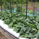 Squash plants grow in the UGA Research and Education Garden.