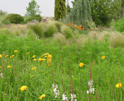 Wildflowers grow on a hillside at the University of Georgia Research and Education Garden in Griffin, Ga.
