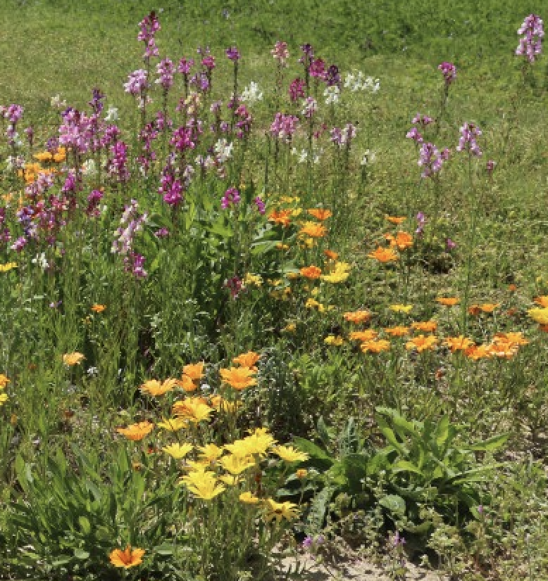 Native wildflowers grow in field margins.