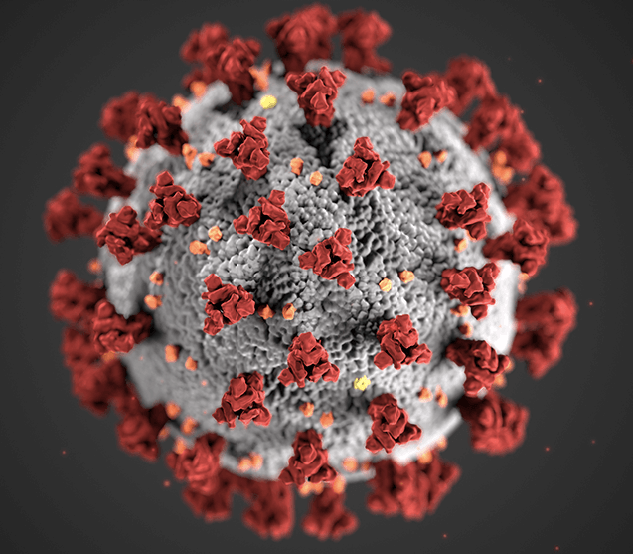 Illustration by the Centers for Disease Control and Prevention (CDC) of the Severe Acute Respiratory Syndrome coronavirus 2 (SARS-CoV-2), which has been named coronavirus disease 2019 (COVID-19).