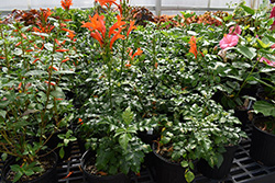 The Tecomaria capensis 'Orange' is one of dozens of varieties of plants available at the UGA Trial Gardens spring plant sale on April 3.