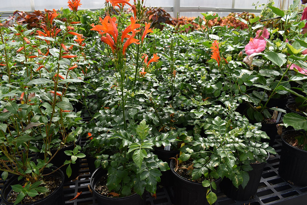 The Tecomaria capensis 'Orange' is only one of dozens of varieties of plants available at the UGA Trial Gardens online plant sale.