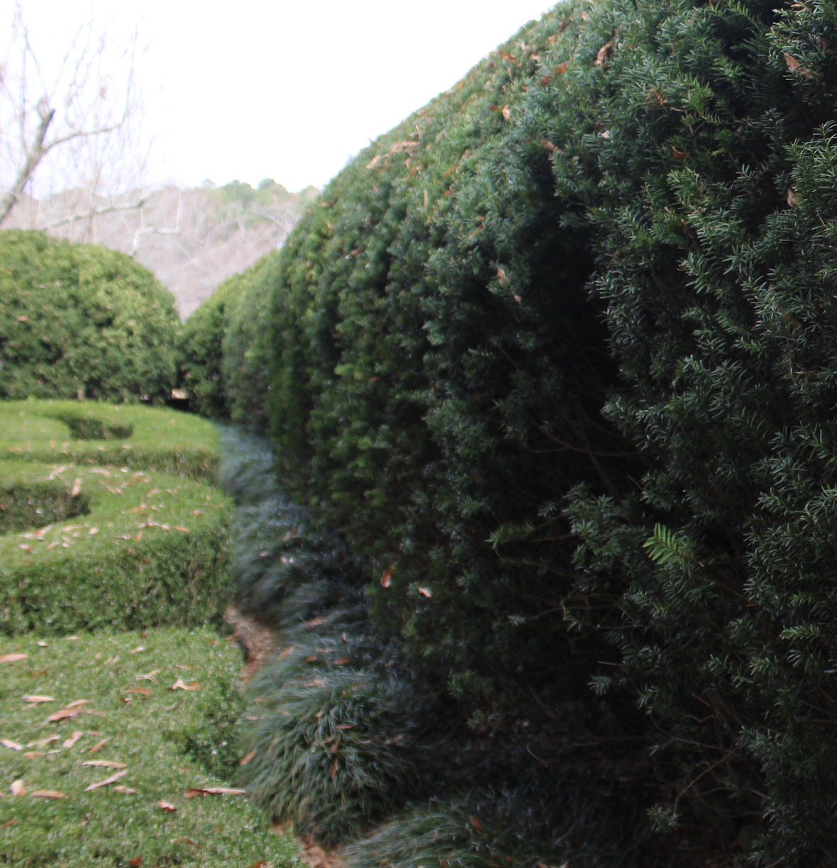 Hedges, like the Taxus baccata (yew) pictured at Hills and Dales Estate in LaGrange, Georgia, can shape and frame a view, divide spaces in a landscape and provide privacy.