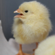 A fluffy yellow chick at the UGA poultry farm.