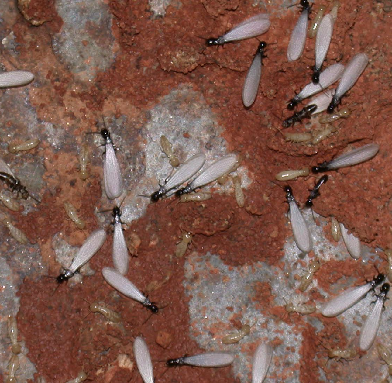 Subterranean termite swarmers are most commonly seen in spring and are a telltale sign of termite infestation. (Photo by Brian Forschler)
