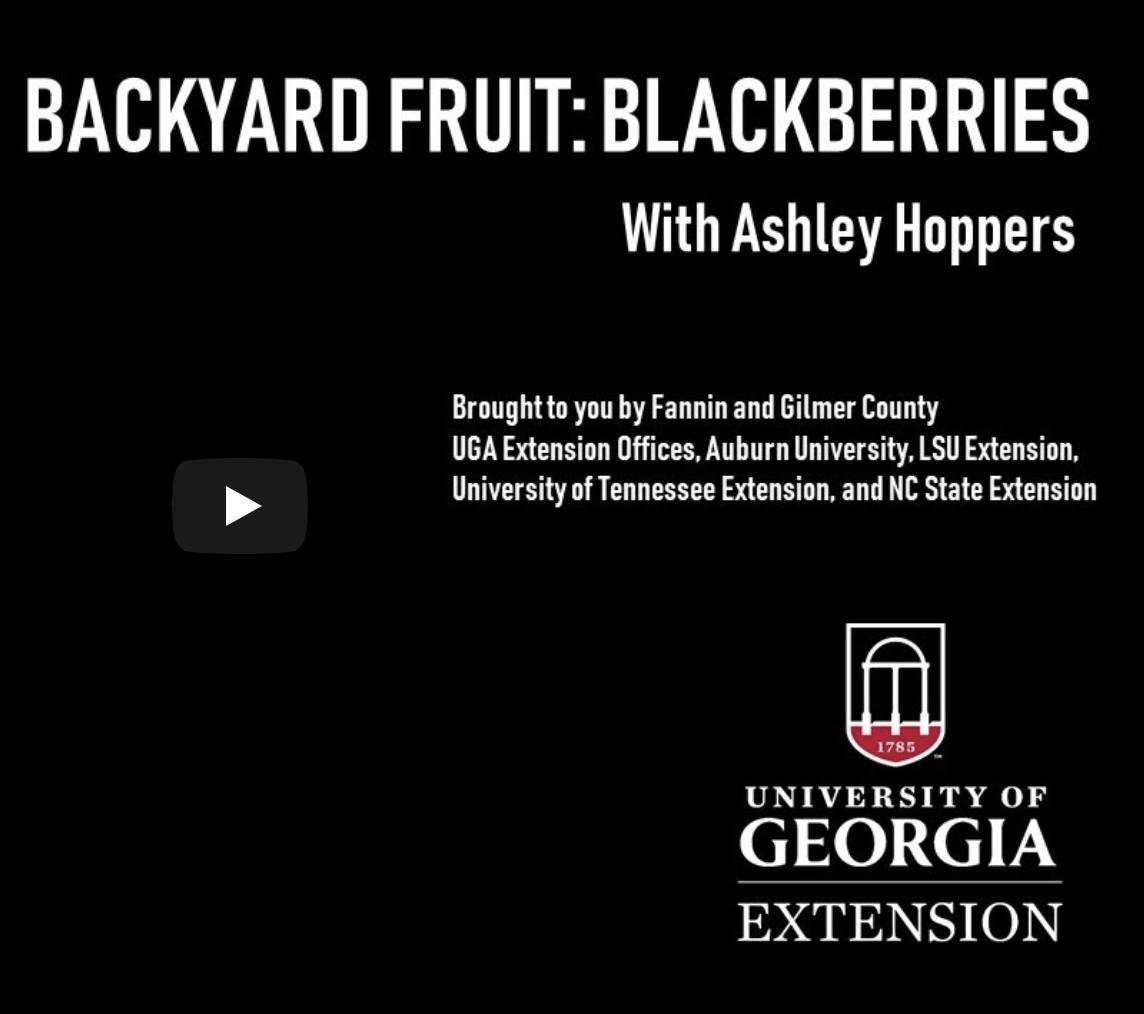 Although a bit of a challenge to switch to creating webinars for otherwise hands-on activities, UGA Extension Agent Ashley Hoppers finds the audience for the backyard fruits webinar series she organized is far larger than any in-person classes she has held in the past. She is one of many faculty members that began reaching new clientele through online delivery.