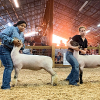 The Georgia 4-H Livestock Program offers extraordinary educational opportunities in programs that challenge 4-H'ers with real-life situations as they learn responsibility through raising, showing and judging livestock.