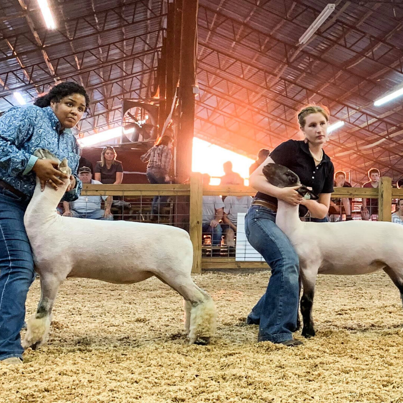 Georgia 4-H Goat Judging