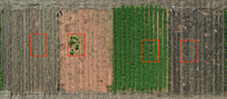 Test plots at the the J. Phil Campbell Research Farm located near Watkinsville, Georgia, show (from left) cereal rye, no cover crop, living white clover mulch and crimson clover approximately three weeks after cotton planting. Areas in red indicate where Palmer amaranth seed was planted and will be monitored for suppression and reproduction over the next several years.