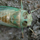 A recently emerged adult dog-day cicada.