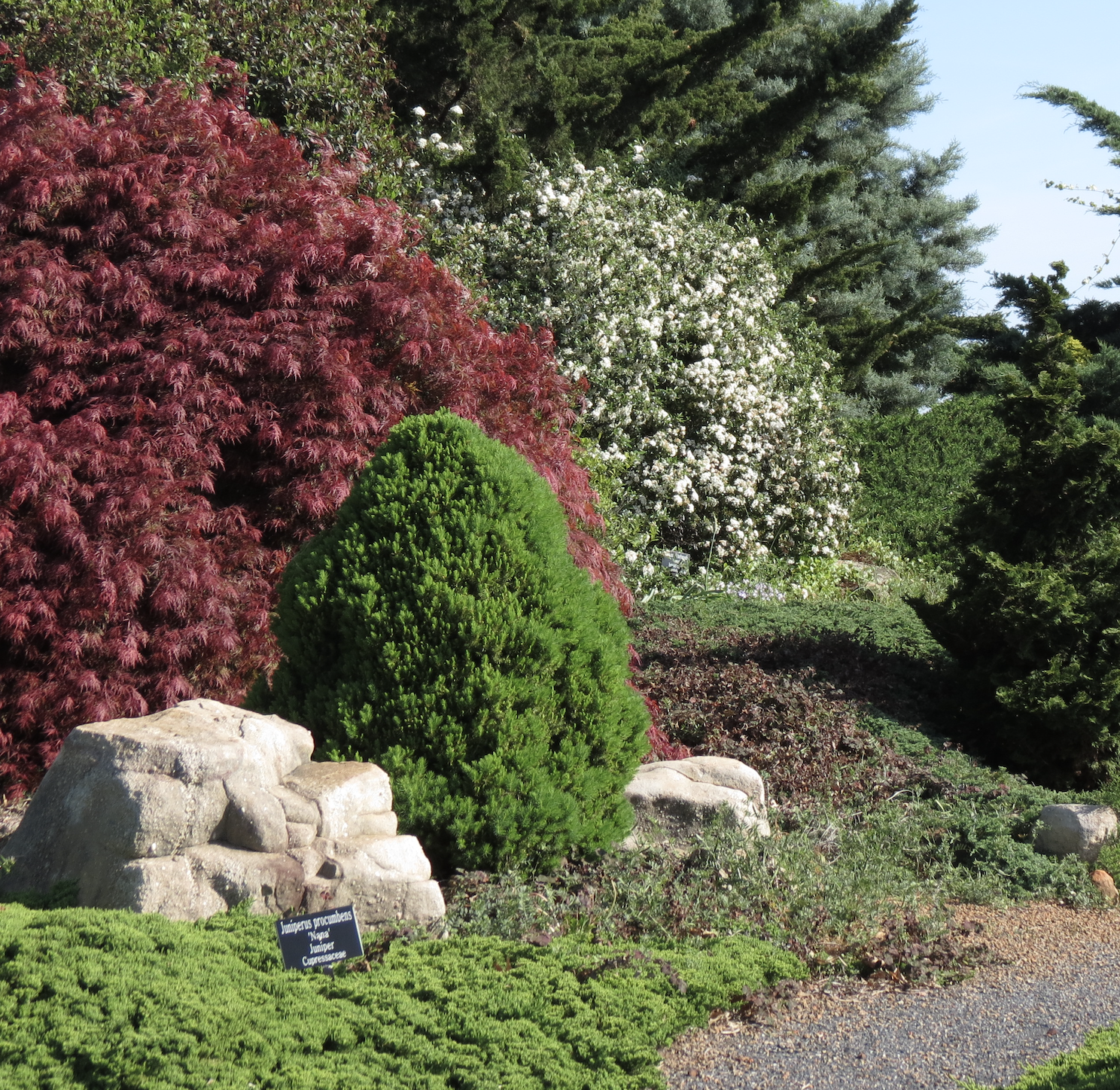 Evergreen and deciduous plants of different colors and forms can be used together to create a visually appealing landscape.