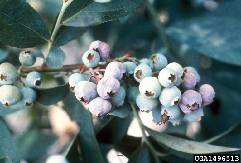 "Mummy berry" disease is easily recognized when the fruit begins to ripen, as infected berries become dry, shrivel and drop prematurely. (UGA Plant Pathology/Bugwood.org)