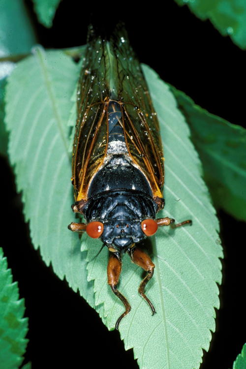 Periodical cicadas have striking red, wide-set eyes. In spring 2017, Brood VI cicadas are set to emerge in north Georgia mountains.