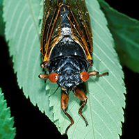 Periodical cicadas have striking red, wide-set eyes. In spring 2017, Brood VI cicadas are set to emerge in north Georgia mountains.
