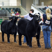 More than 300 Georgia 4-H and FFA youth were judged on their ability to effectively showcase their animals at the 2020 Georgia Junior Beef Futurity show.
