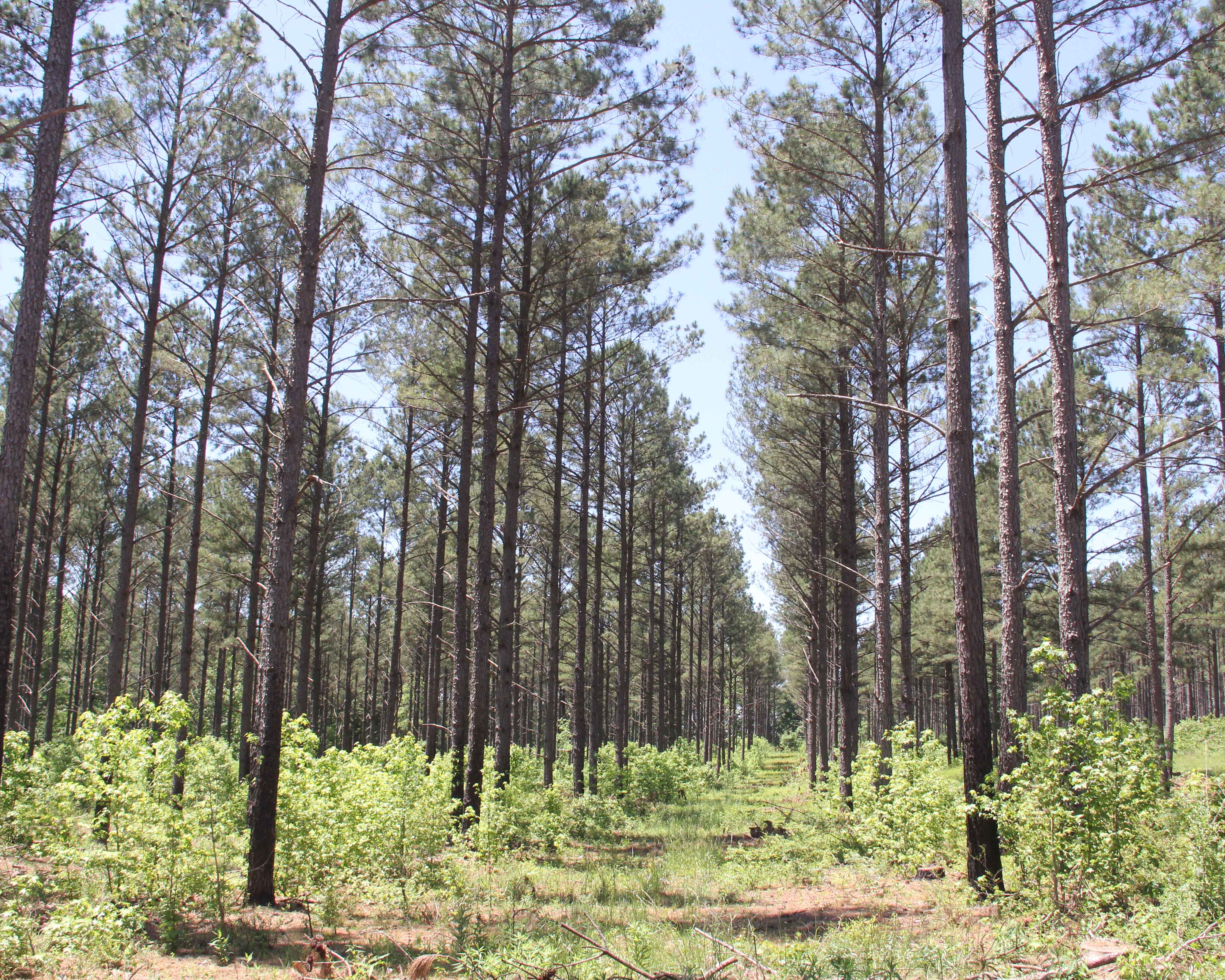 Pine trees on the UGA Westbrook Farm in Griffin, Ga. (file photo)