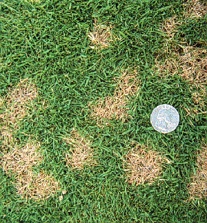 Symptoms of dollar spot include circular discolorations only a few inches in diameter. Spots may run together causing large, irregular patterns.