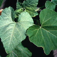 Silverleaf whitefly symptoms (left) compared to a normal leaf in curcubits. (David Riley, University of Georgia, Bugwood.org)