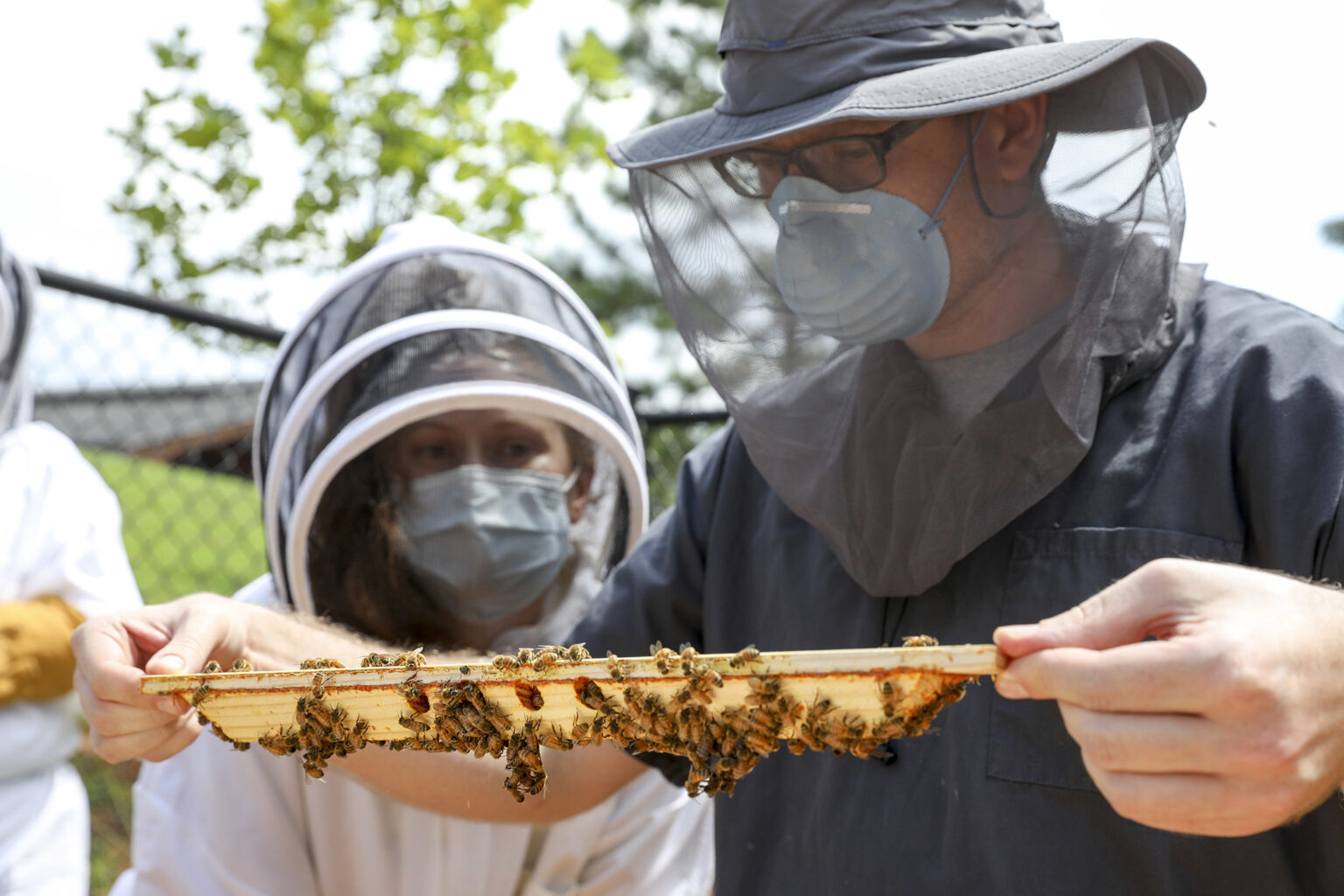 College of Veterinary Medicine residents Dr. Megan Partyka and Dr. Gregory Walth inspect a beehive frame. (Photo by Dorothy Kozlowski/UGA)