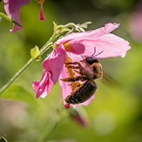 Insect pollinators, such as the carpenter bee pictured here, provide a suite of ecological services to people, such as pollinating crops and native plants, controlling pests, as well as helping aerate the soil for decomposition.