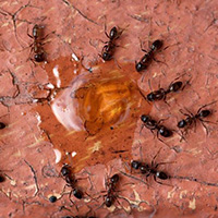 Argentine ants feeding on fipronil gel bait.