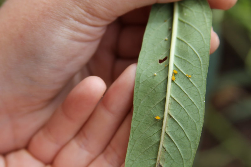 Oleander aphids, also called milkweed aphids, commonly appear on milkweed. Remove them using a wet paper towel or sticky tape.