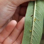 Oleander aphids, also called milkweed aphids, commonly appear on milkweed. Remove them using a wet paper towel or sticky tape.