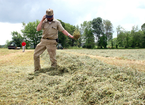 Everett Williams, center, checks the moisture level in just-cut rye grass on his dairy in Madison, Ga.