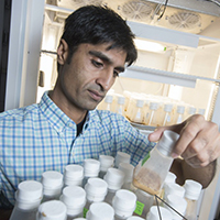 Ashfaq Sial is leading a multistate team of researchers to develop and implement long-term sustainable strategies to control spotted wing drosophila.