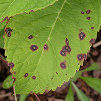 Many of the leaf spot diseases that are apparent on hydrangeas in the fall are actually the result of infections that occurred in the spring. Cercospora leaf spot, pictured here, is a common disease on bigleaf hydrangeas.