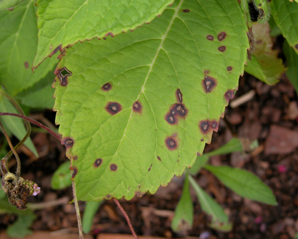 Many of the leaf spot diseases that are apparent on hydrangeas in the fall are actually the result of infections that occurred in the spring. Cercospora leaf spot, pictured here, is a common disease on bigleaf hydrangeas.