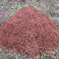 Researchers compared the supergene’s impact on the fire ants’ two primary types of social structures: monogyne, which is reproduction from queens that form a new nest, and pologyne, reproduction from queens that join an existing nest.