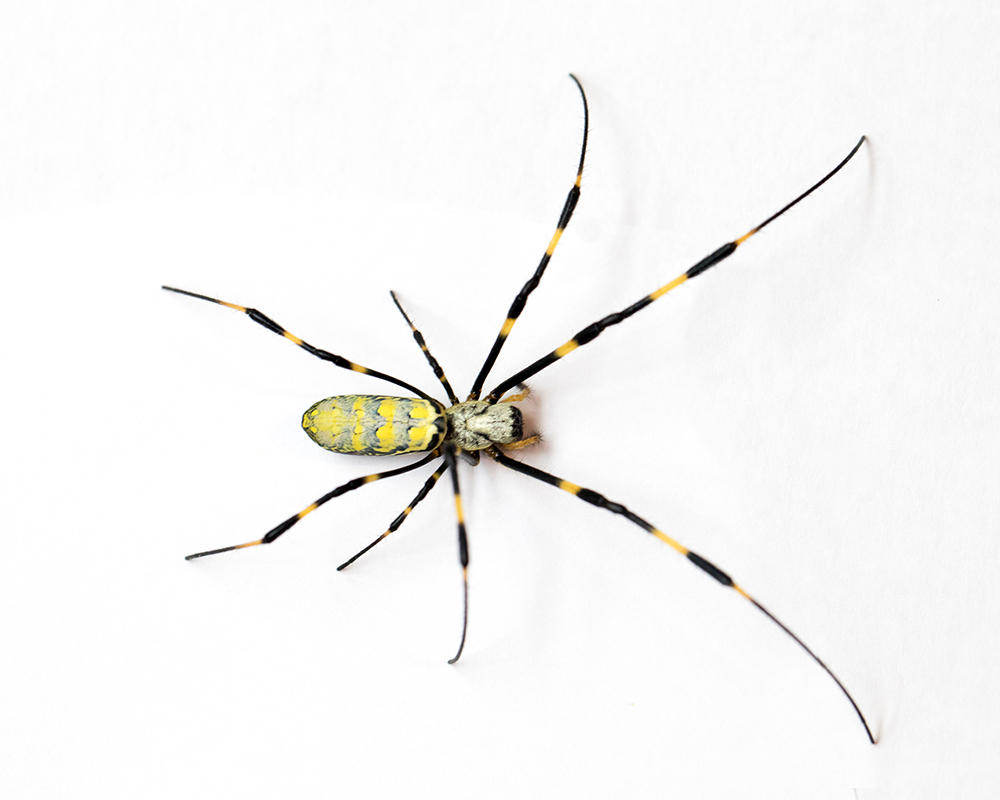Joro spiders, which can be nearly 3 inches across when their legs are fully extended, are roughly the same size as banana spiders and yellow garden spiders, but they have distinctive yellow and blue-black stripes on their backs and bright red markings on their undersides, which are unique.