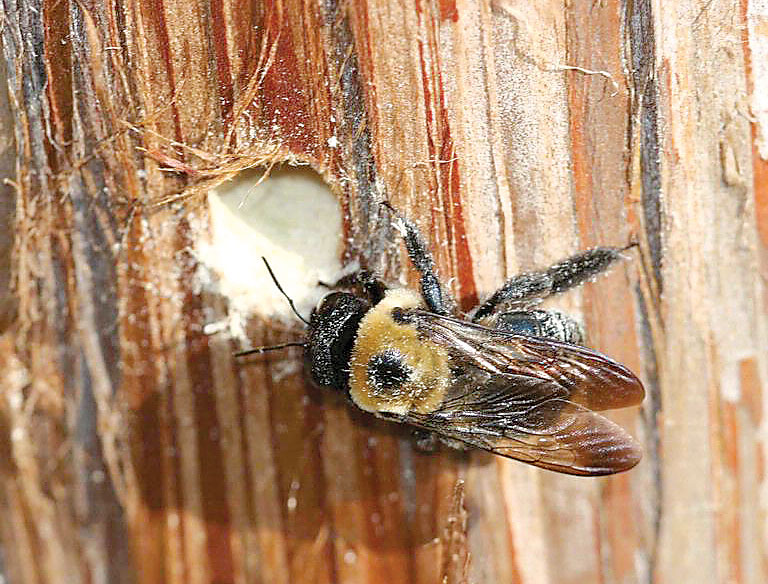 carpenter bee nest removal