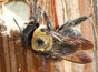 A carpenter bee prepares to build its nests in a tree.