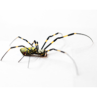 Joro spiders, which can be nearly 3 inches across when their legs are fully extended, are roughly the same size as banana spiders and yellow garden spiders, but they have distinctive yellow and blue-black stripes on their backs and bright red markings on their undersides which are unique.