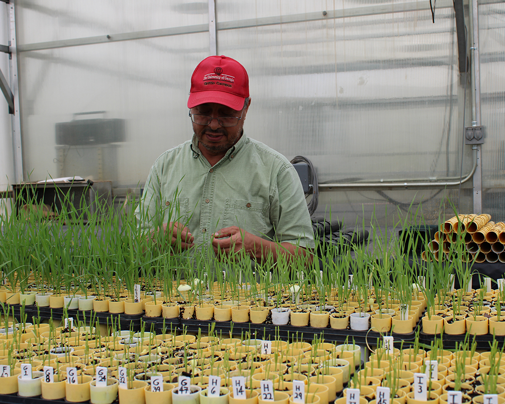 Mohamed Mergoum, the Georgia Seed Development-UGA Foundation Professor in Wheat Breeding and Genetics at the Institute of Plant Breeding, Genetics and Genomics, examines wheat seedlings in the greenhouse at the UGA Griffin campus.