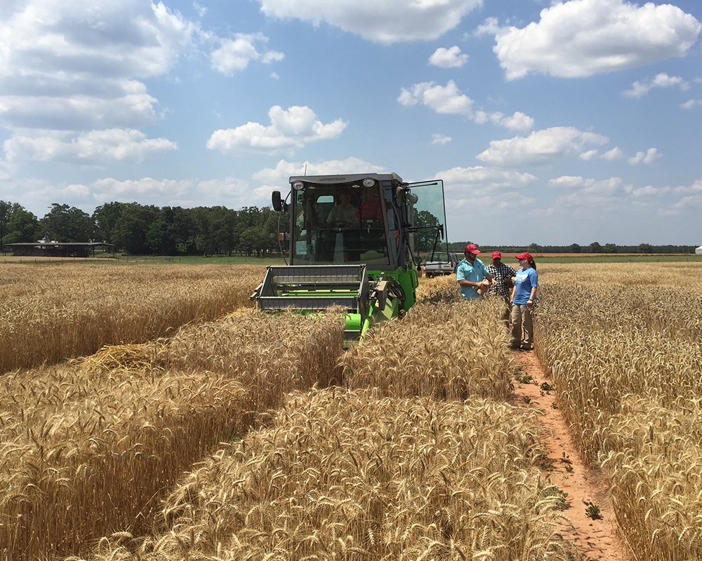 Professor Mohamed Mergoum and members of his research team harvest test wheat plots in Griffin.
