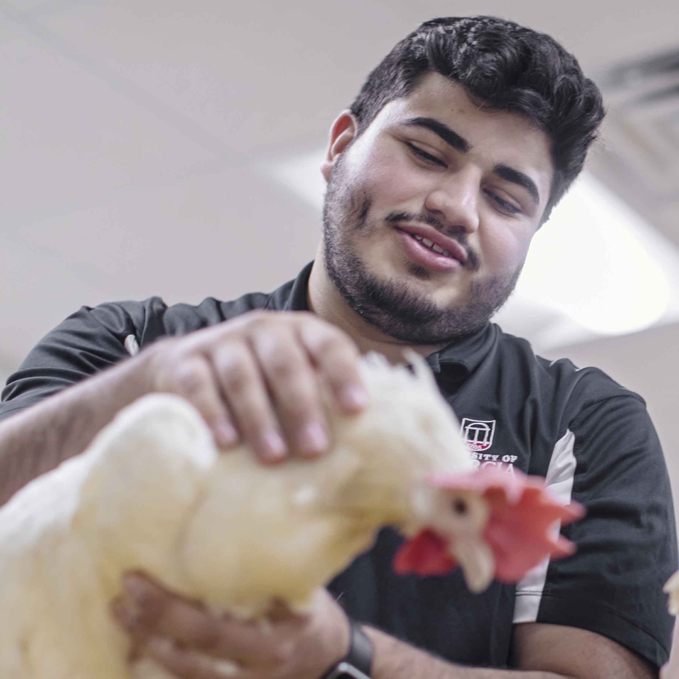 A new high school curriculum designed by UGA covers the multidisciplinary study of poultry science including chickens, turkeys, quail, pigeons, ostriches, emus, gamefowl, peafowl and waterfowl.