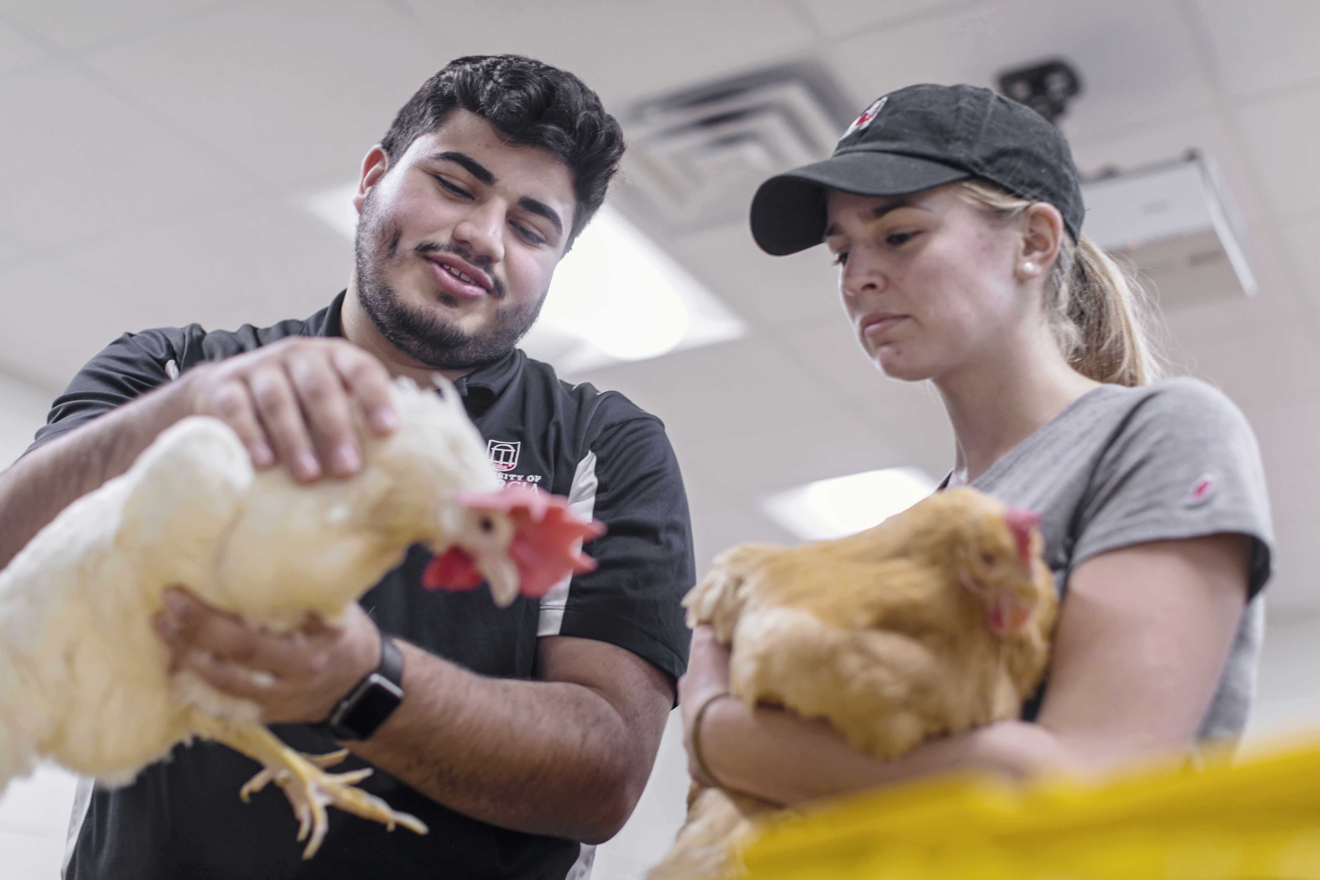 UGA poultry science creates high school curriculum and transfer pathway ...