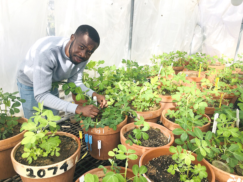 Leslie Commey, a graduate student at Kwame Nkrumah University of Science and Technology (KNUST) in Kumasi, Ghana, studies at Texas Tech University and works with Venugopal Mendu, the lead scientist on the “Developing Aspergillus flavus-resistant peanut using seed coat biochemical markers” project. (Photo courtesy of Leslie Commey)