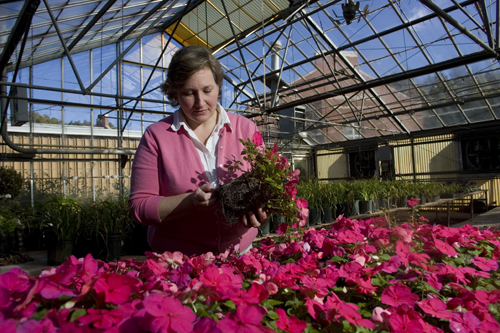 Jean Williams-Woodward, UGA CAES plant pathologist, examines impatience plant roots for signs of disease in greenhouse, Athens Campus, October 27, 2009.