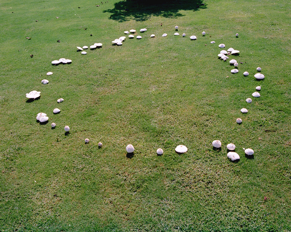 Growth of fairy ring fungi begin in the center of a ring and expand outward in a uniform, circular pattern over time. Mushrooms might only be visible during periods of wet weather, particularly in the fall.