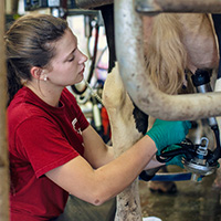 UGA's Department of Animal and Dairy Science is particularly invested in experiential learning opportunities to encourage workforce readiness among undergraduates, of whom only about 15% come from a traditional agricultural production background.
