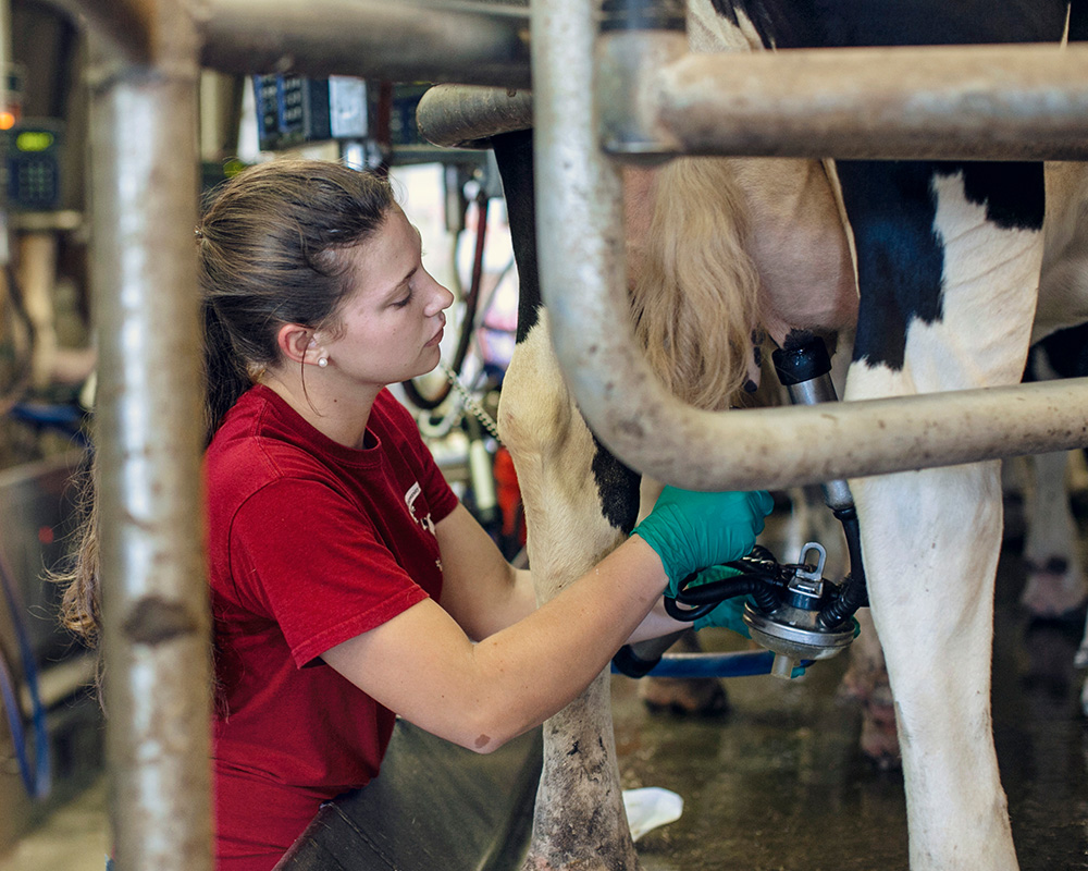 UGA's Department of Animal and Dairy Science is particularly invested in experiential learning opportunities to encourage workforce readiness among undergraduates, of whom only about 15% come from a traditional agricultural production background.